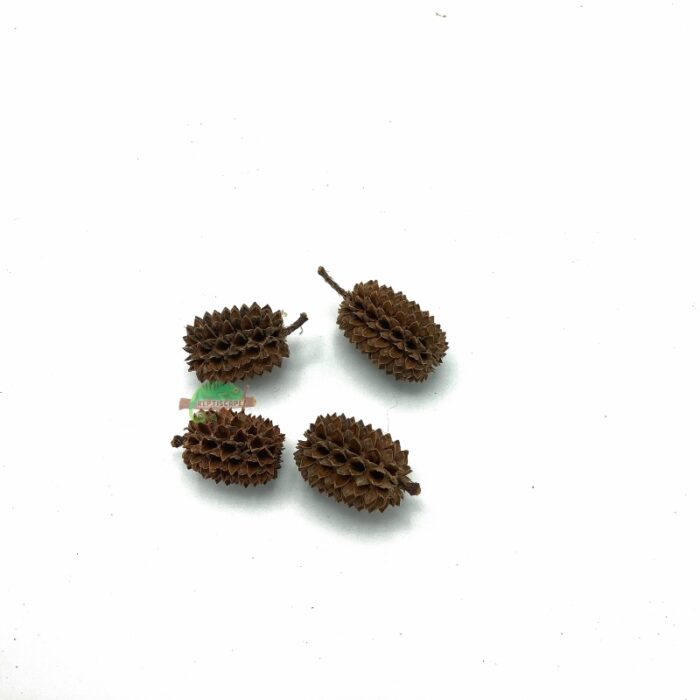 Reptiscape Casuarina Cone