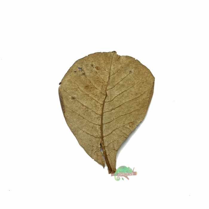Reptiscape Large Catappa Leaf