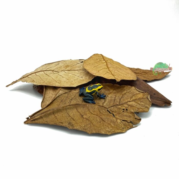 Reptiscape Catappa Large Leaves aka Indian Almond Leaves with Dart Frog 1