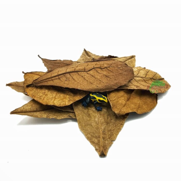 Reptiscape Catappa Small Leaves aka Indian Almond Leaves with Dart Frog 1