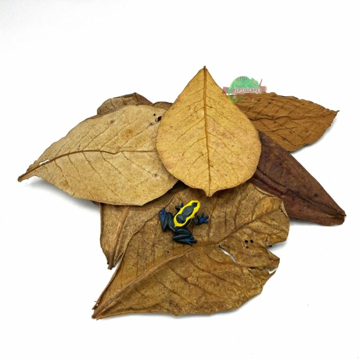 Reptiscape Large Catappa Leaves aka Indian Almond Leaves with Dart Frog