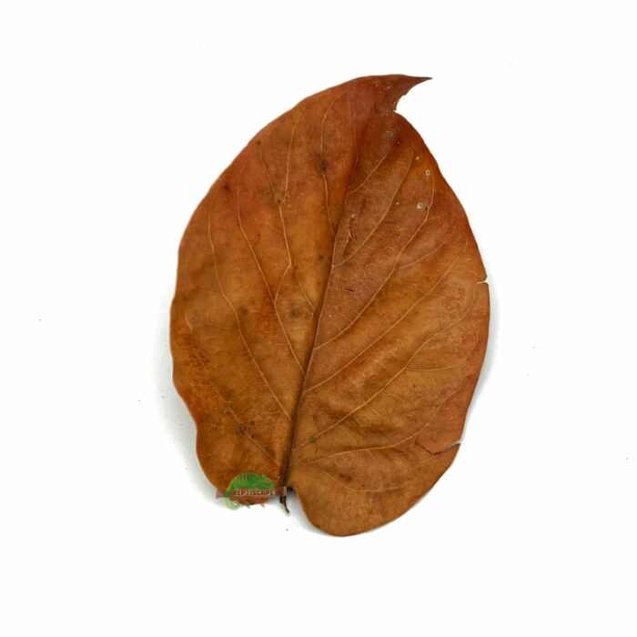 Reptiscape Avocado Leaf