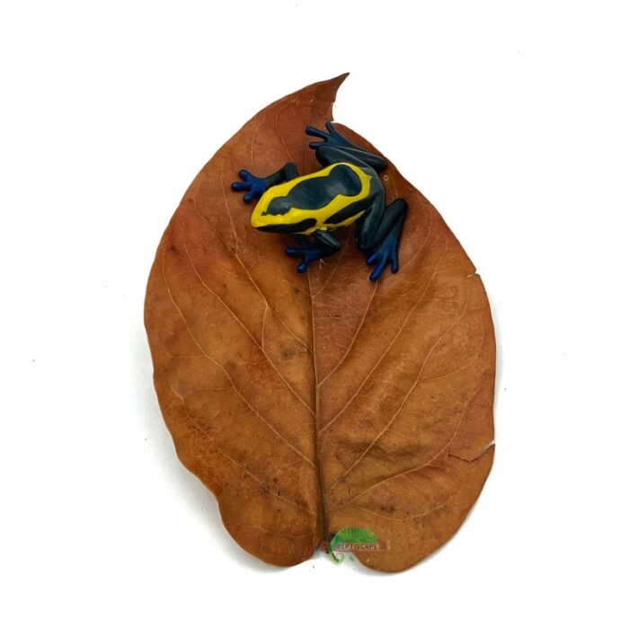 Reptiscape Avocado Leaf with Dart Frog