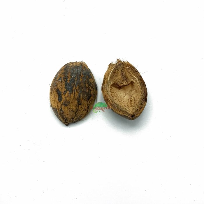 Reptiscape Betel Seed Pod