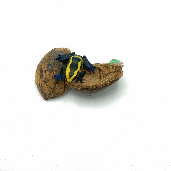 Reptiscape Betel Seed Pod with Dart Frog