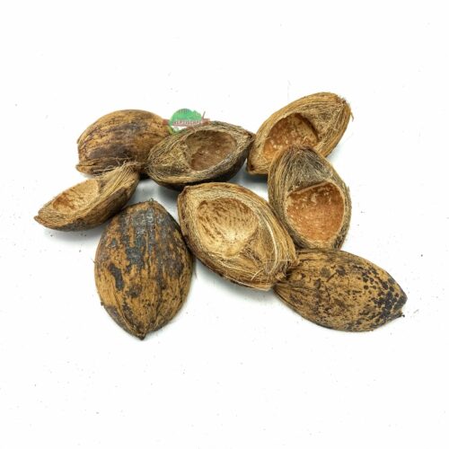 Reptiscape Betel Husk Seed Pods