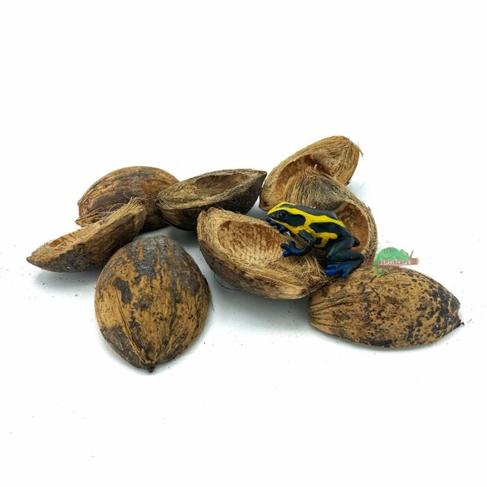 Reptiscape Betel Seed Pods for Terrariums