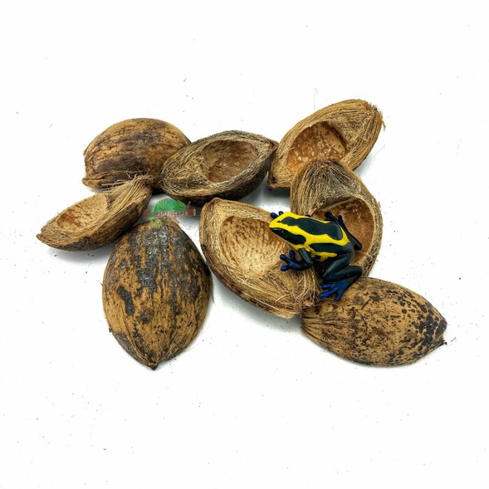 Reptiscape Betel Seed Pods with Dart Frog