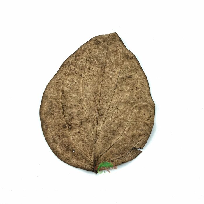 Reptiscape Black Pepper Leaf