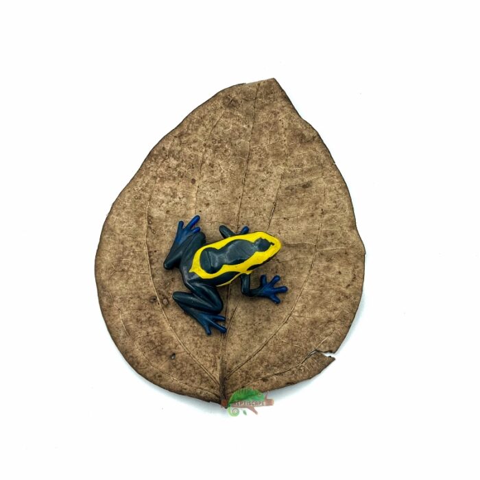 Reptiscape Black Pepper Leaf with Dart Frog