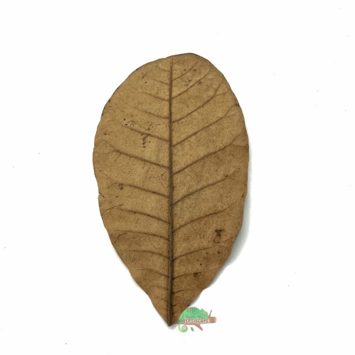 Reptiscape Cashew Leaf Large