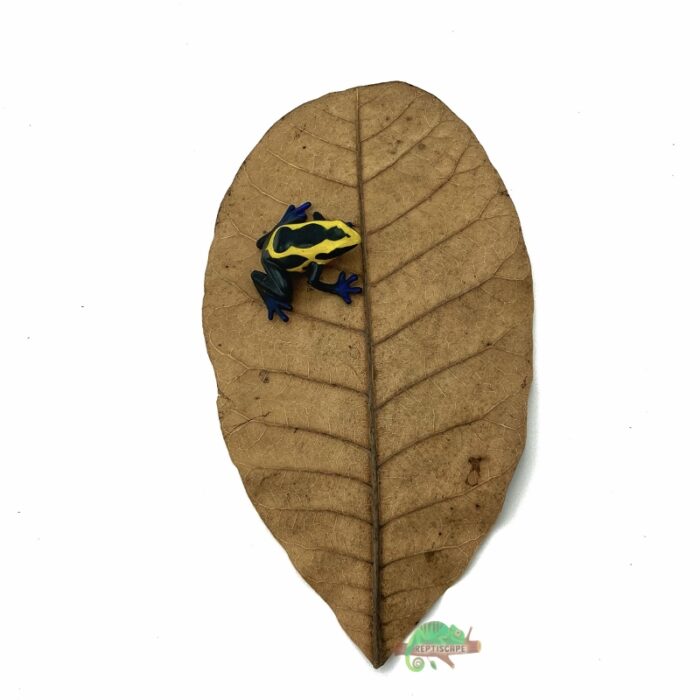 Reptiscape Cashew Leaf Large with Dart Frog