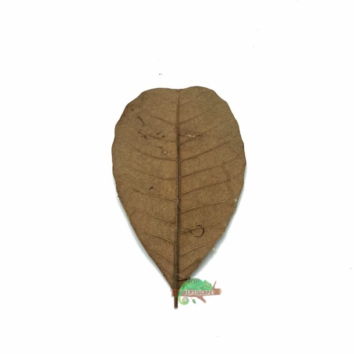 Reptiscape Cashew Leaf Small