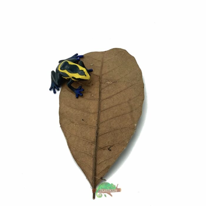 Reptiscape Cashew Leaf Small with Dart Frog