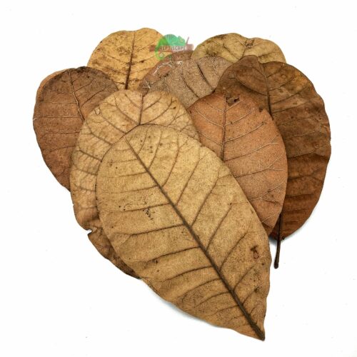 Reptiscape Cashew Leaves Large