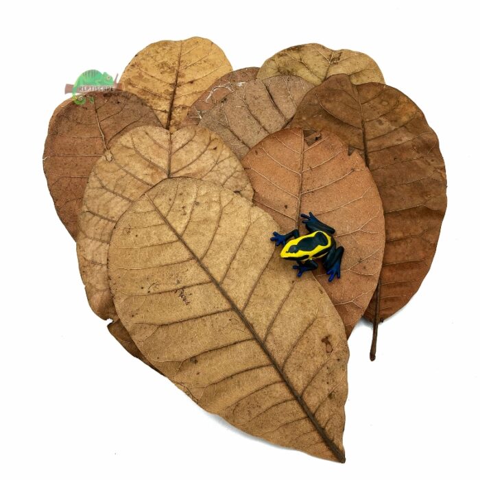 Reptiscape Cashew Leaves Large with Dart Frog