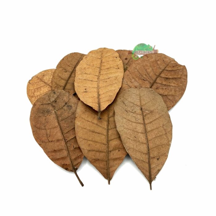 Reptiscape Cashew Leaves Small