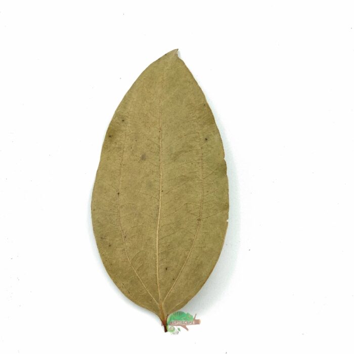 Reptiscape Cinnamon Leaf
