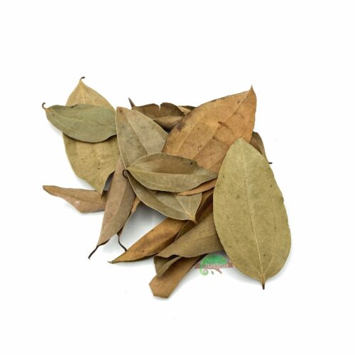 Reptiscape Cinnamon Leaves for terrariums