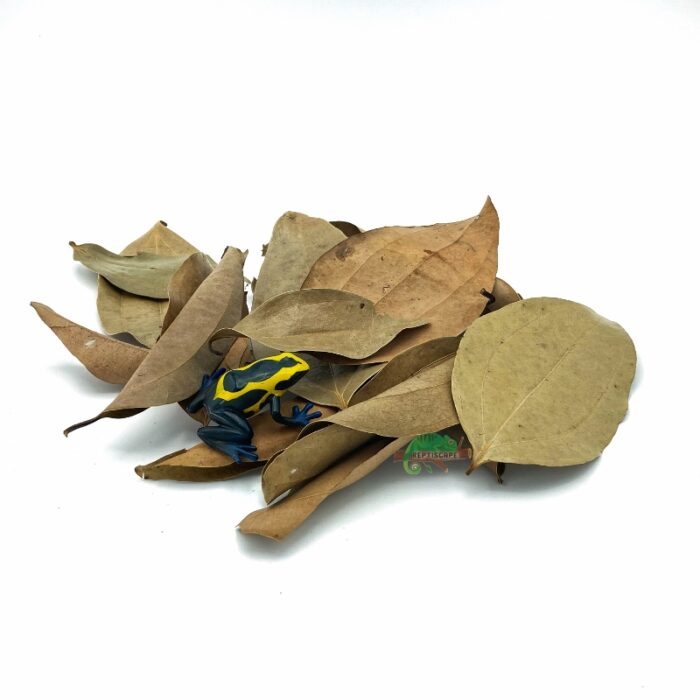 Reptiscape Cinnamon Leaves Mix pack with Dart Frog