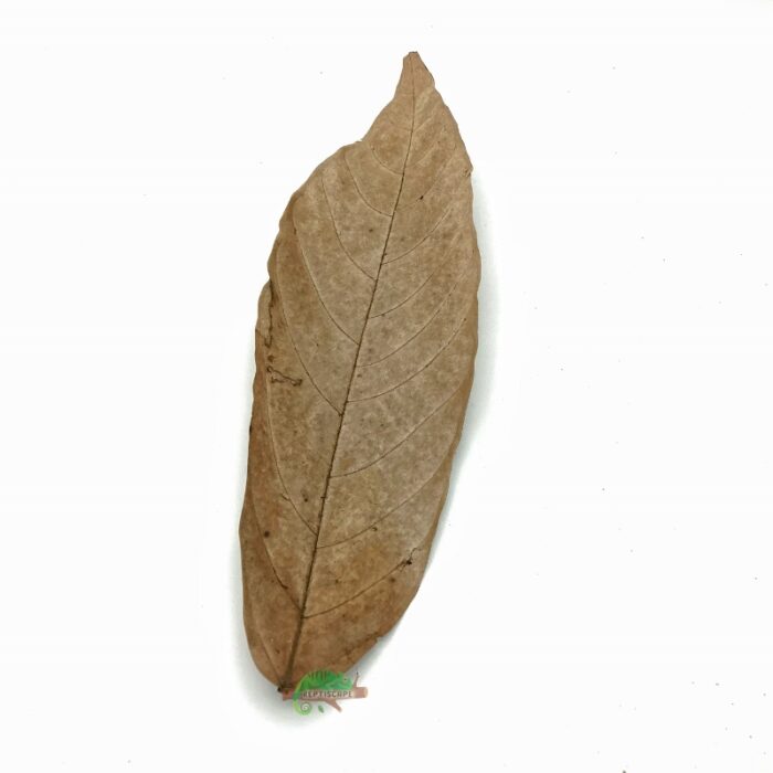 Reptiscape Cocoa Leaf