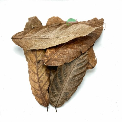 Reptiscape Cocoa Leaves for reptiles