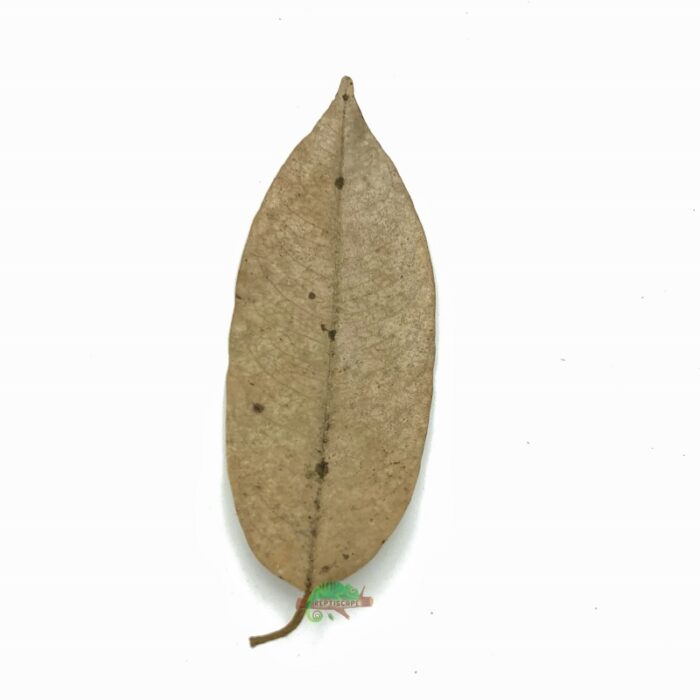 Reptiscape Durian Leaf