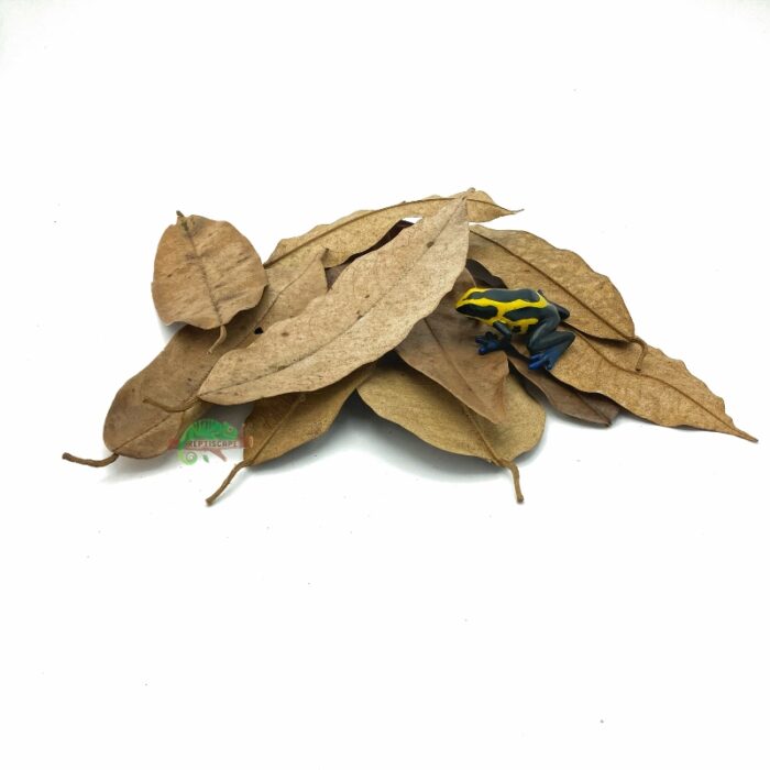 Reptiscape Durian Leaves mix Pack with Dart Frog
