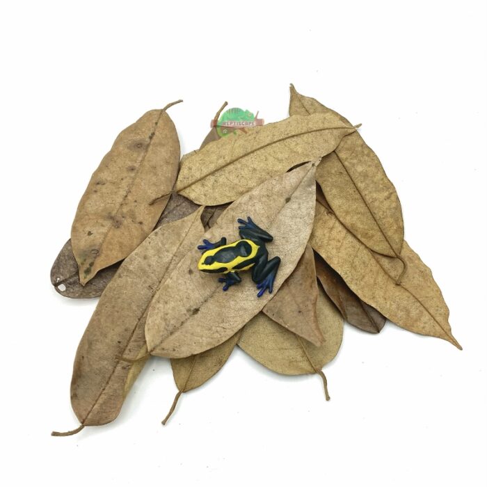 Reptiscape Durian Leaves with Dart Frog