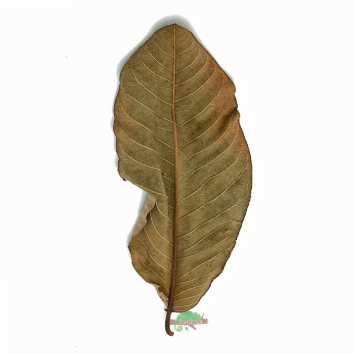 Reptiscape Guava Leaf