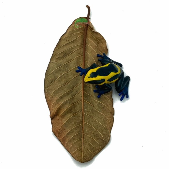 Reptiscape Guava Leaf with Dart Frog