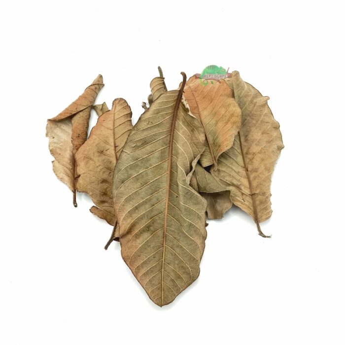 Reptiscape Guava Leaves for reptile terrariums