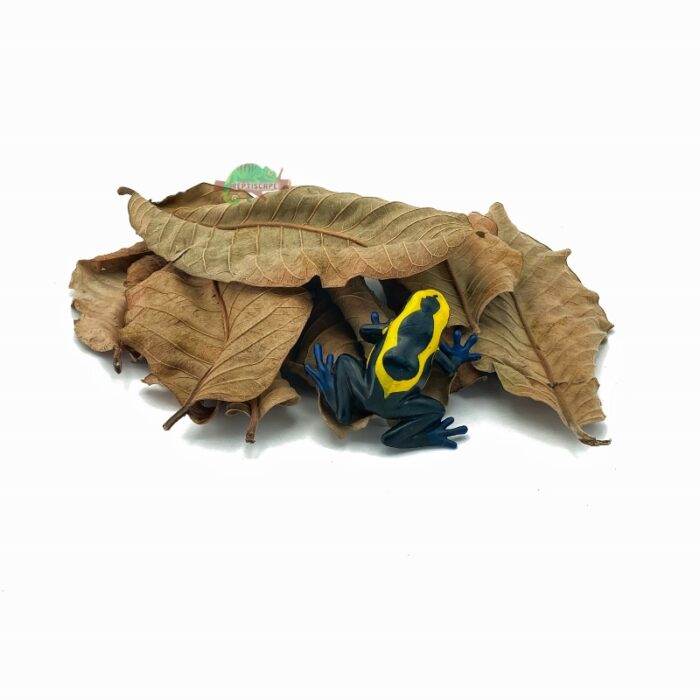 Reptiscape Guava Leaves mix pack with Dart Frog