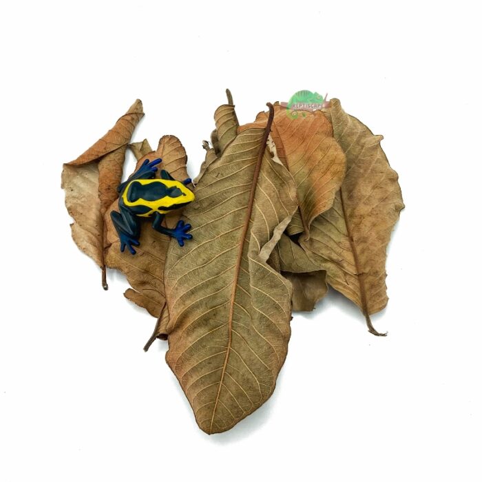 Reptiscape Guava Leaf with Dart Frog