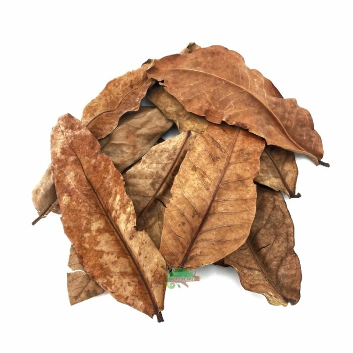 Reptiscape Jambu Leaves for reptile terrariums