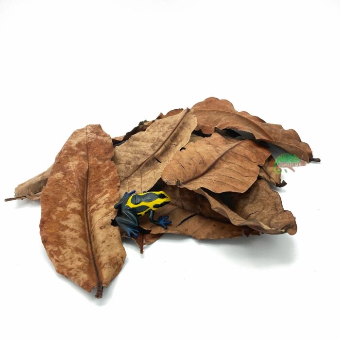 Reptiscape Jambu Leaves mix pack with Dart Frog