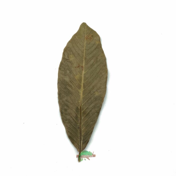 Reptiscape Ketakera Leaf