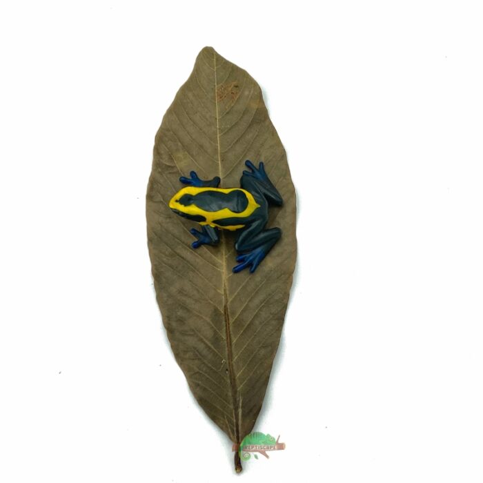 Reptiscape Ketakera Leaf with Dart Frog