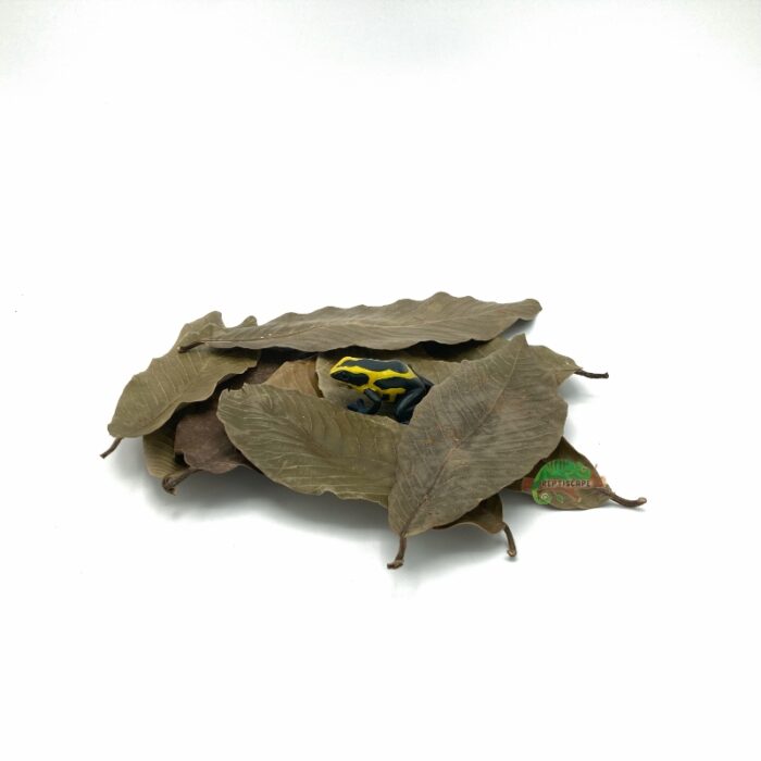 Reptiscape Ketakera Leaves Mix pack with Dart Frog