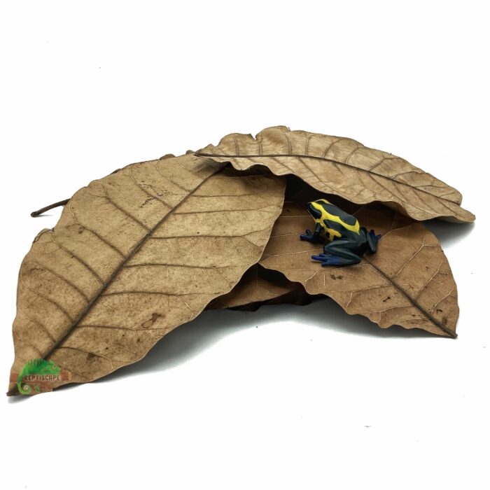 Reptiscape Large Cashew Leaves with Dart Frog