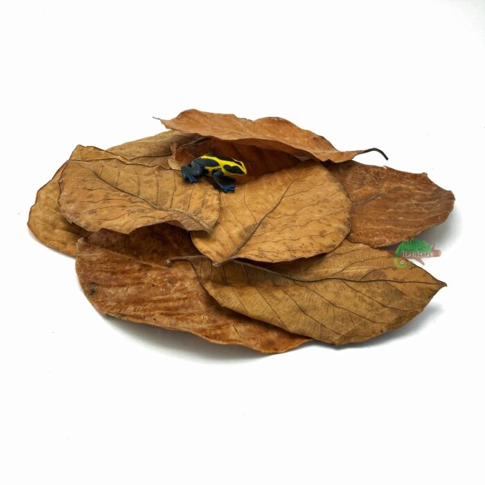 Reptiscape Large Jackfruit Leaves with Dart Frog