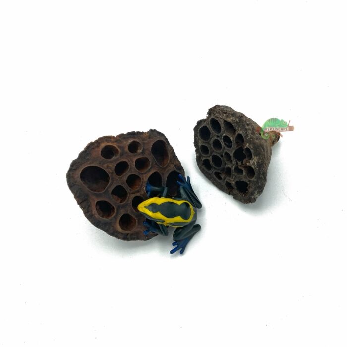 Reptiscape Lotus Seed Pods with Dart Frog