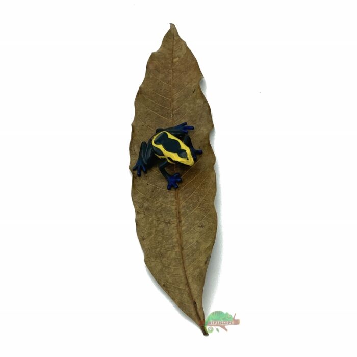 Reptiscape Mango Leaf Large with Dart Frog