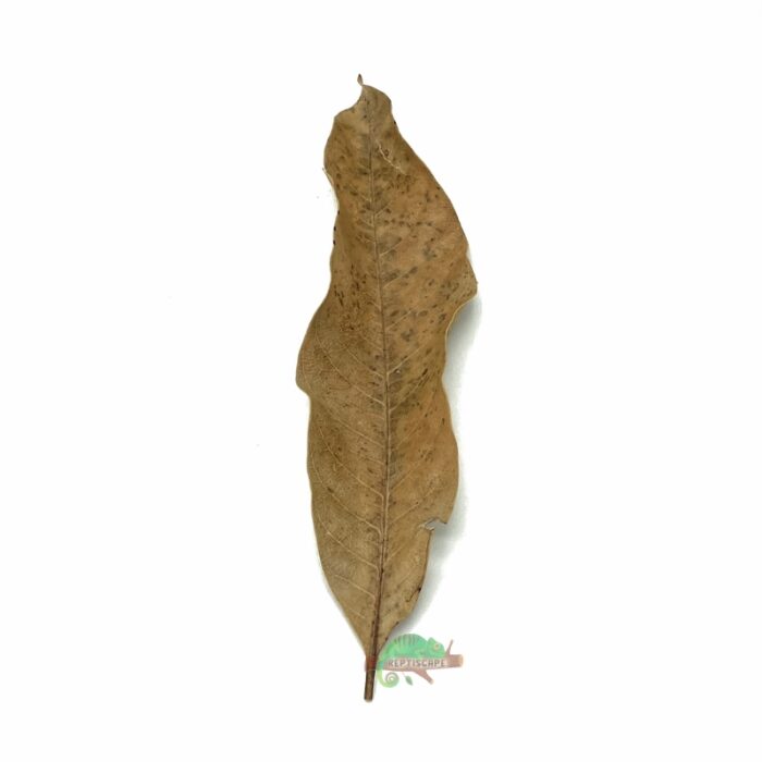 Reptiscape Mango Leaf Small