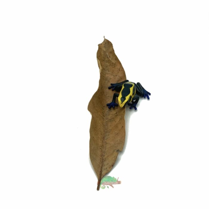 Reptiscape Mango Leaf Small with Dart Frog