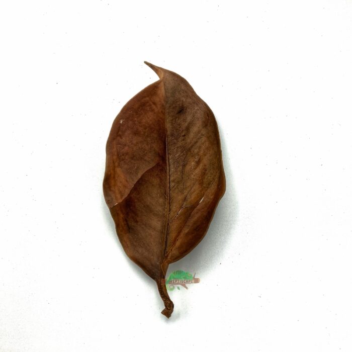 Reptiscape Mangosteen Leaf 1