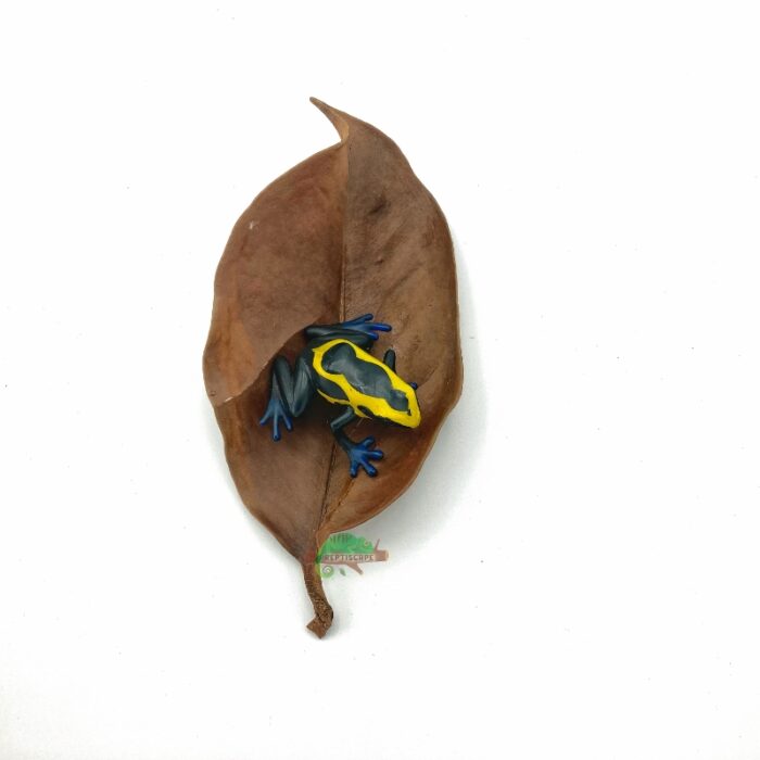 Reptiscape Mangosteen Leaf with Dart Frog 1