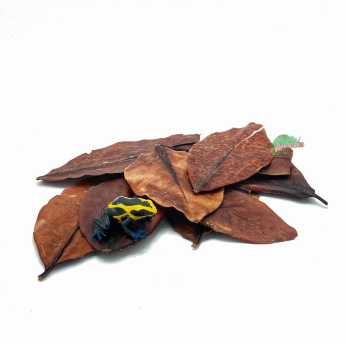 Reptiscape Mangrove Leaves mix pack with Dart Frog 1