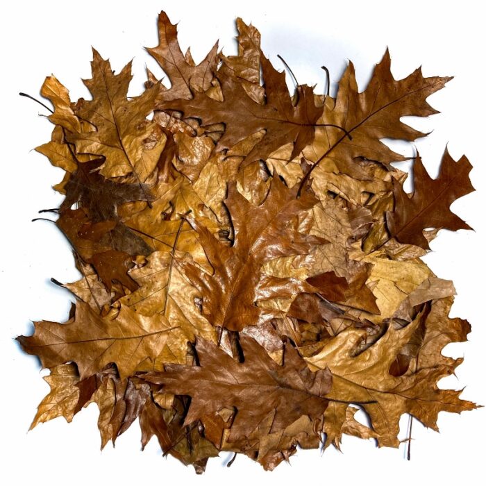 Reptiscape Red Oak Leaves for reptile terrariums