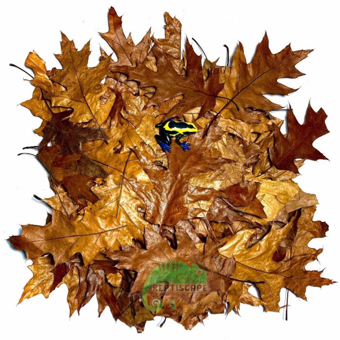 Reptiscape Red Oak Leaves with Dart Frog